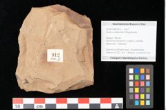 Foto (Objekt + Etikett) von Quercus mediterranea, Unger (NHMW-GEO-2024-0188-0912)